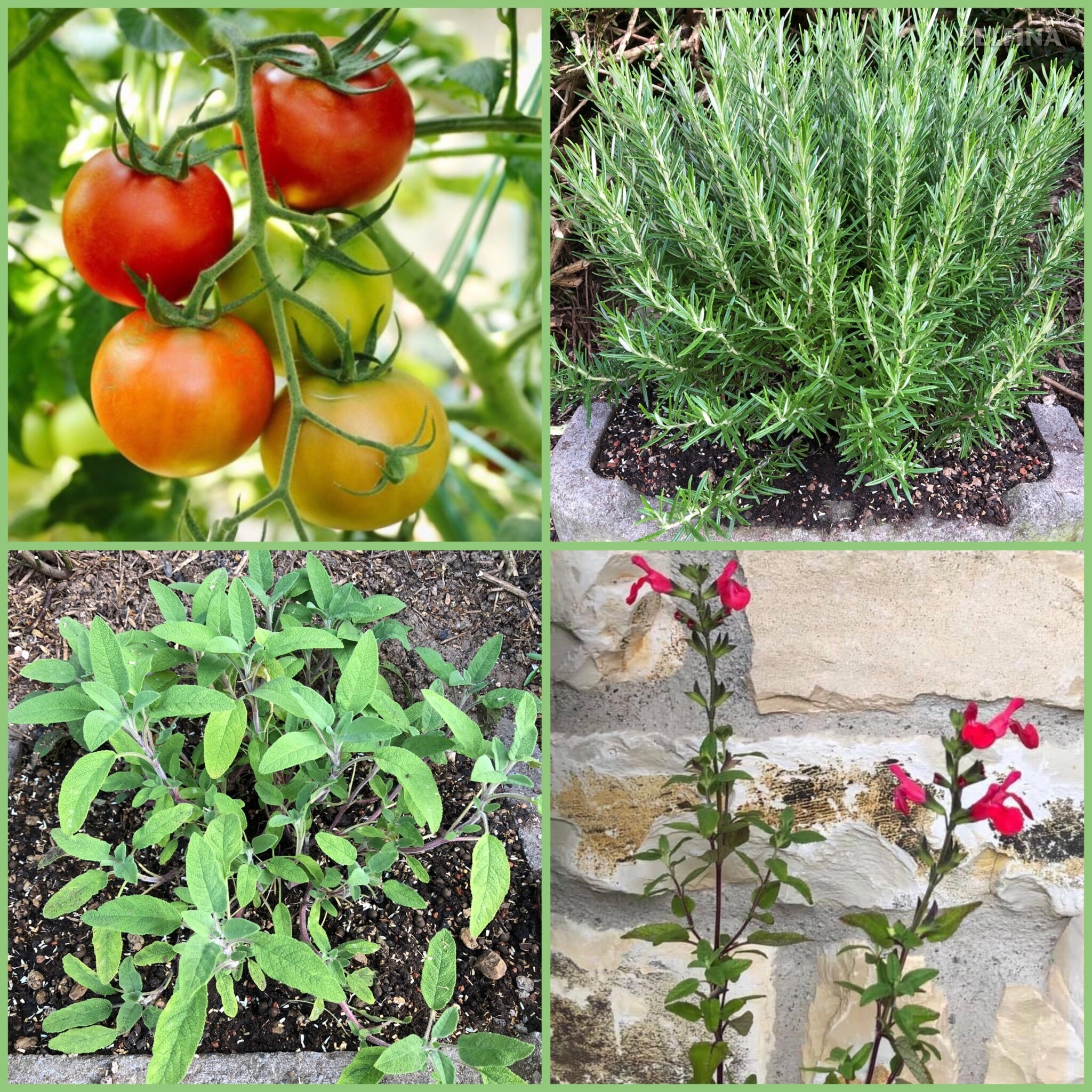 Tomatenomelette mit Gartenkräutern